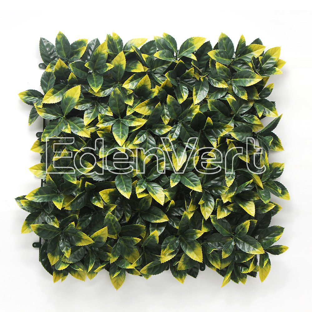 CCGA017PHOTINIA