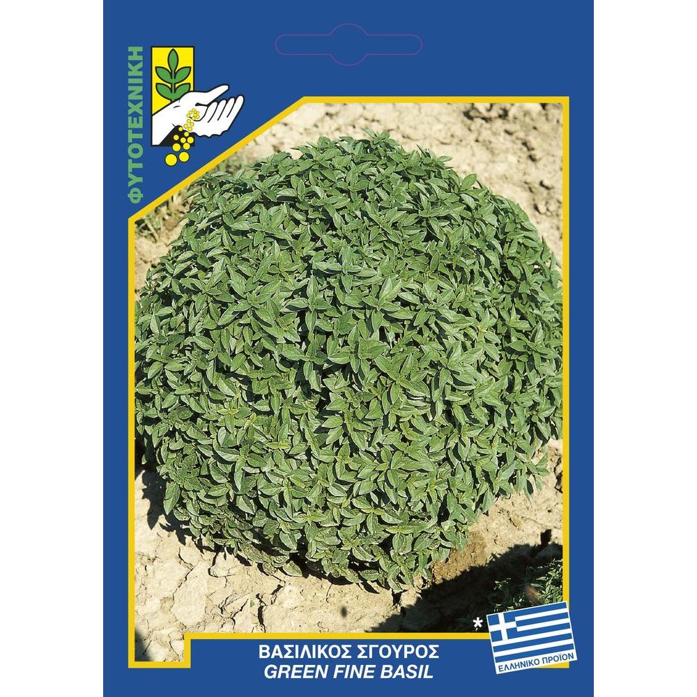 Βασιλικός σγουρός