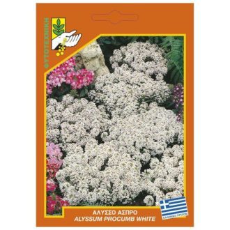 Άλυσσο άσπρο
