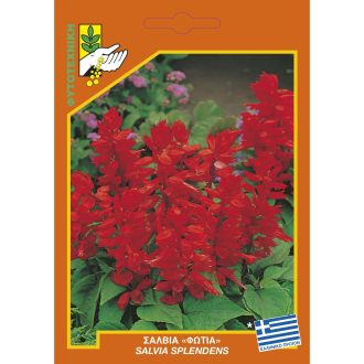 Σάλβια (φωτιά)