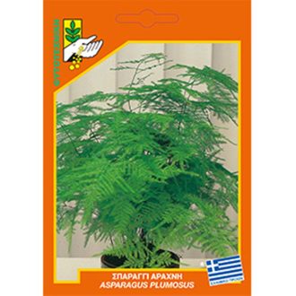 Σπαράγγι αράχνη