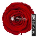 red 02 Photoroom