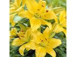 Λίλιουμ Ασιατικό Υβριδικό Κίτρινο (Lilium asiatic hybrid Yellow)
