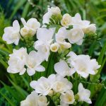 Φρέζια Μονή Λευκή (Freesia Single White)