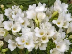 Φρέζια Μονή Λευκή (Freesia Single White)