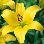 Λίλιουμ Ασιατικό Υβριδικό Κίτρινο (Lilium asiatic hybrid Yellow)