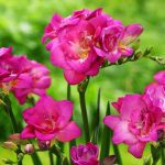 Φρέζια Μονή Ροζ (Freesia Single Pink)